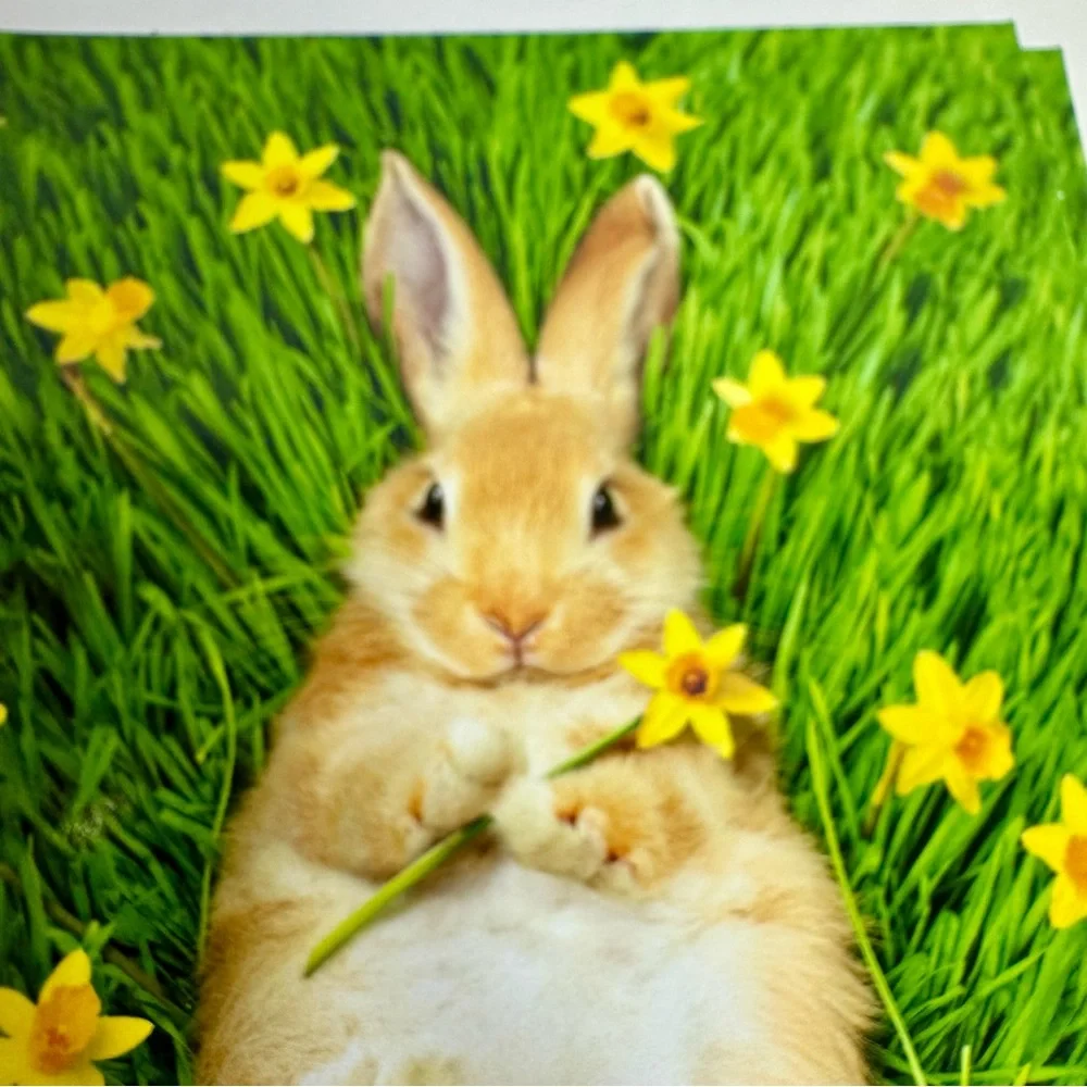 4 Avanti Greeting cards - bunny on back with flowers Holiday: Easter